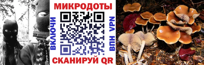 что такое   Александровск  Псилоцибиновые грибы Cubensis 
